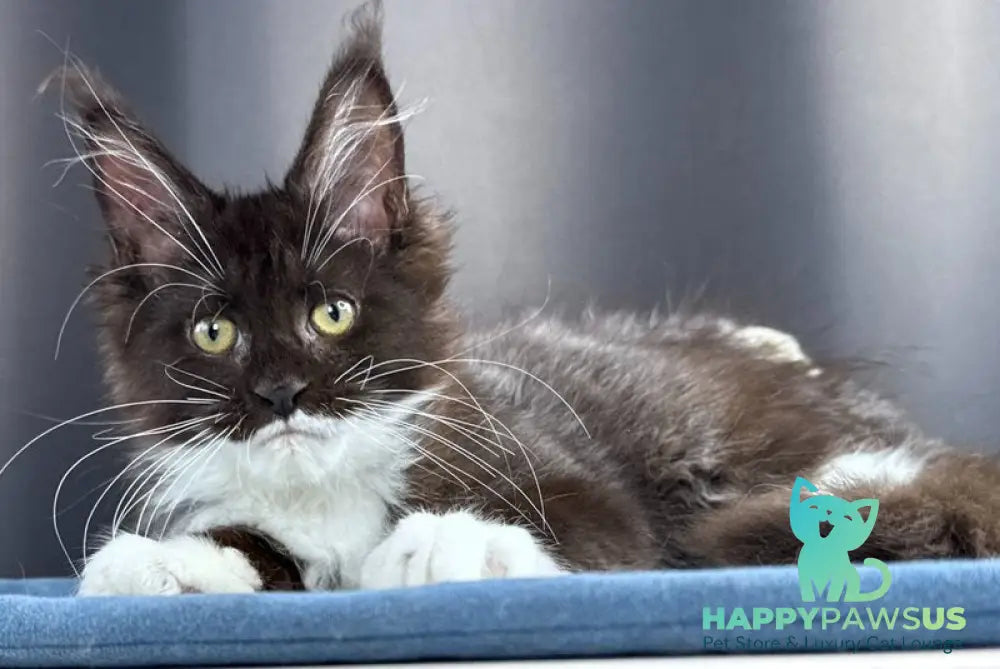 Skyla Leafdance Maine Coon female black bicolour - live animals