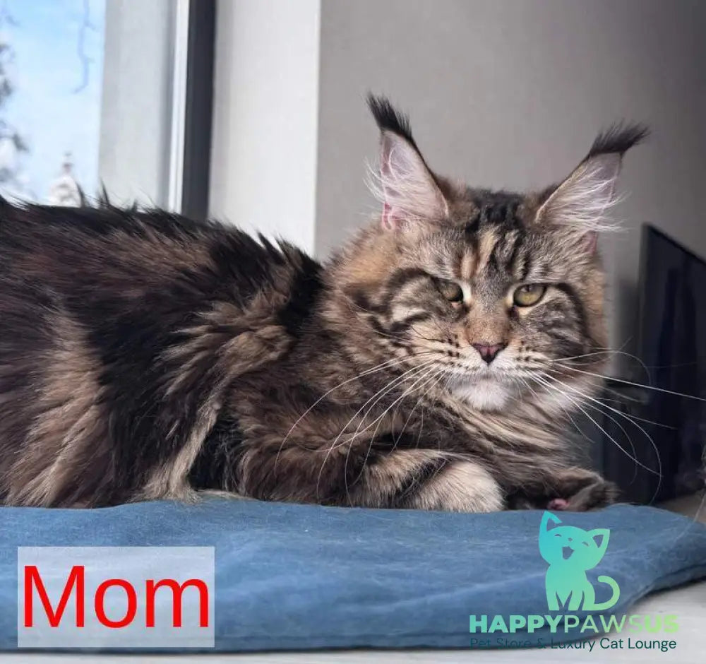 Skyla Leafdance Maine Coon female black bicolour - live animals