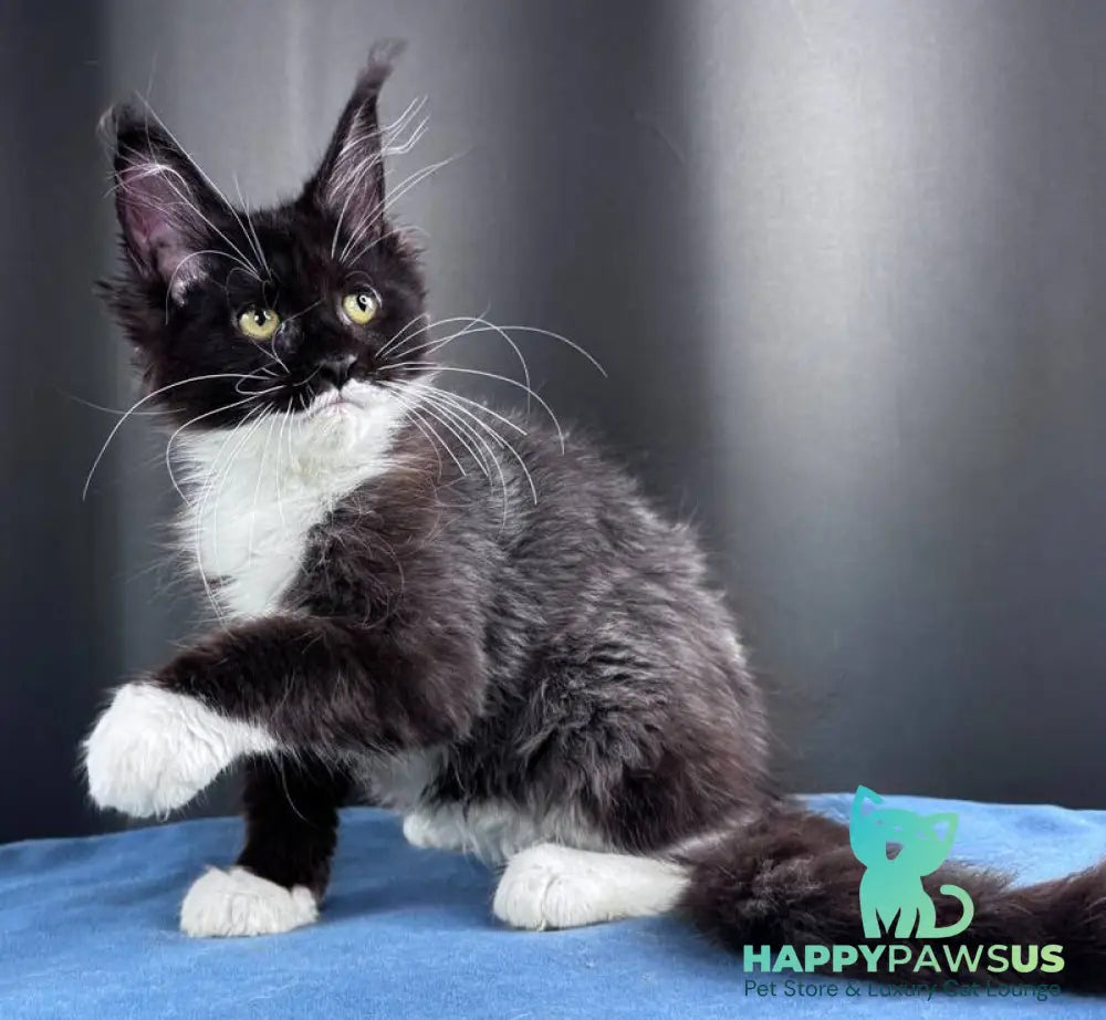 Skyla Leafdance Maine Coon female black bicolour - live animals