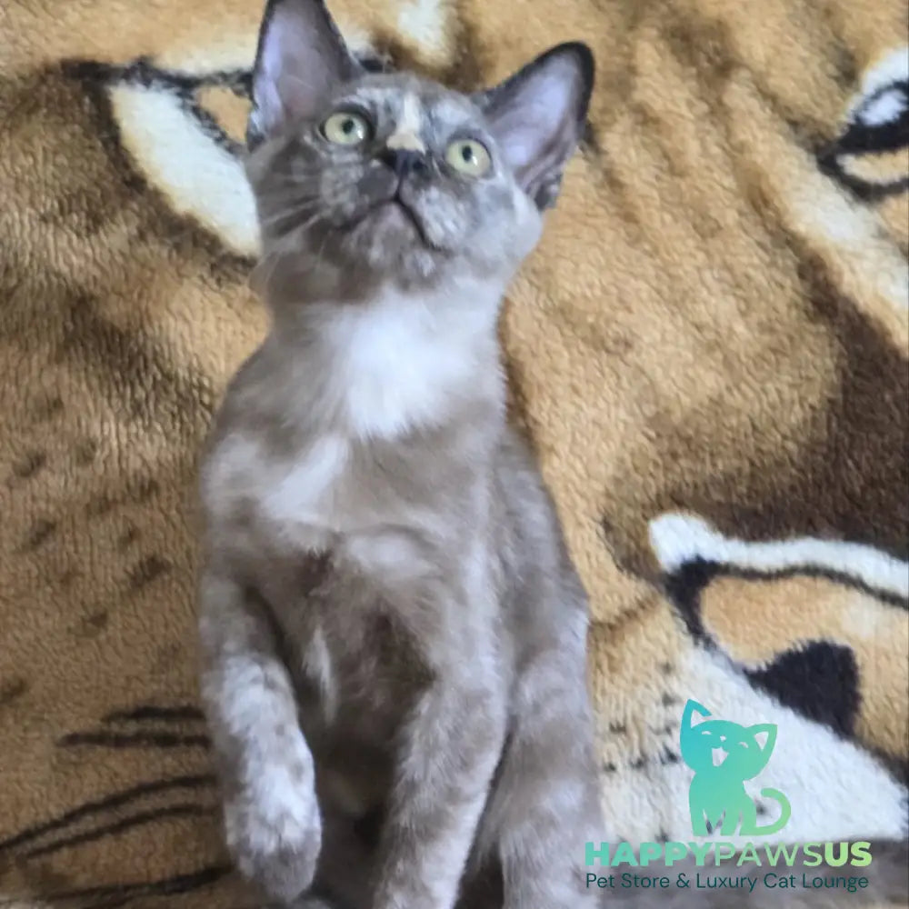 Skylar Burmese female black tortie - live animals