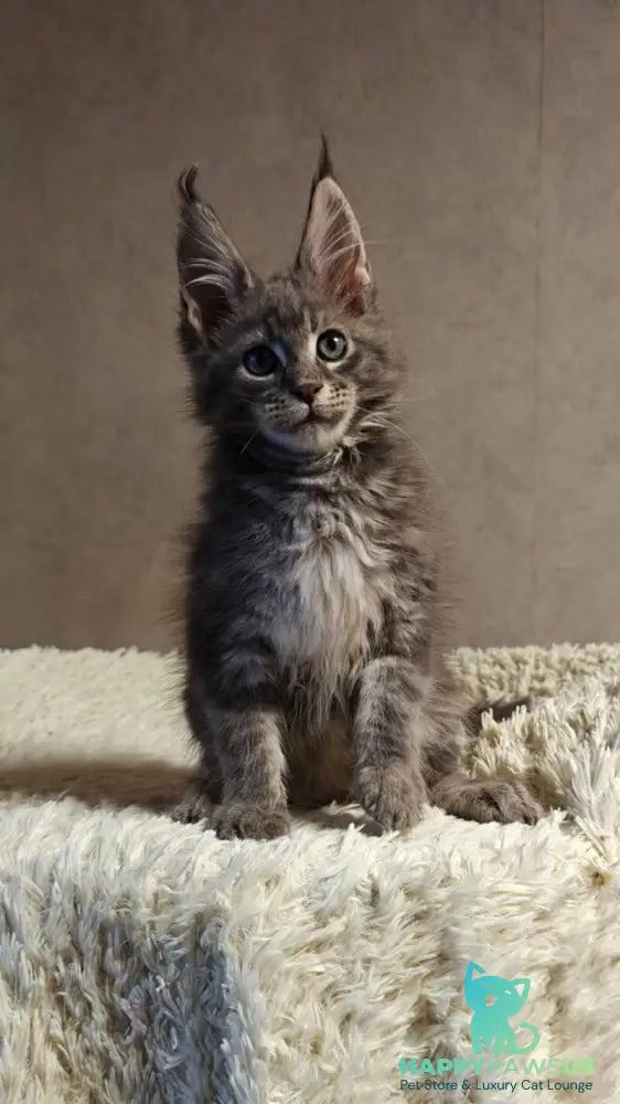 Skywalker Maine Coon male blue silver tabby - live animals