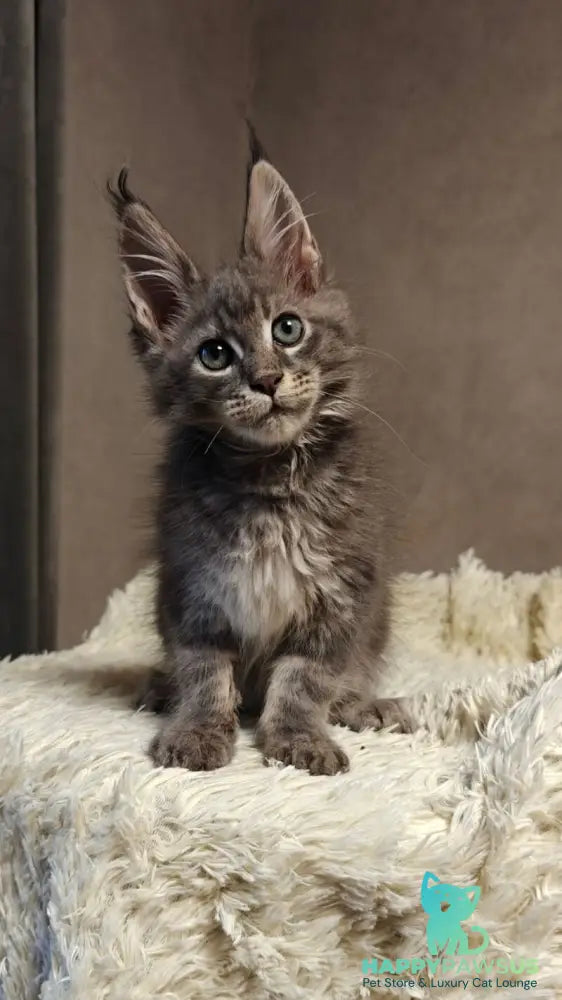 Skywalker Maine Coon male blue silver tabby - live animals
