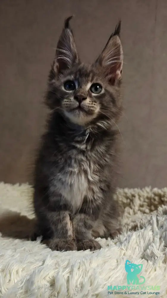 Skywalker Maine Coon male blue silver tabby - live animals