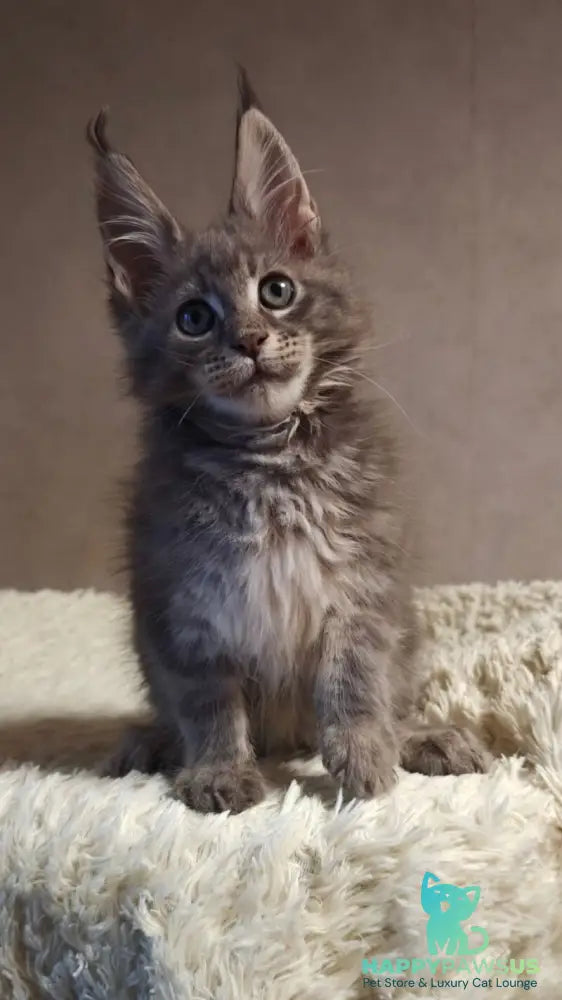 Skywalker Maine Coon male blue silver tabby - live animals