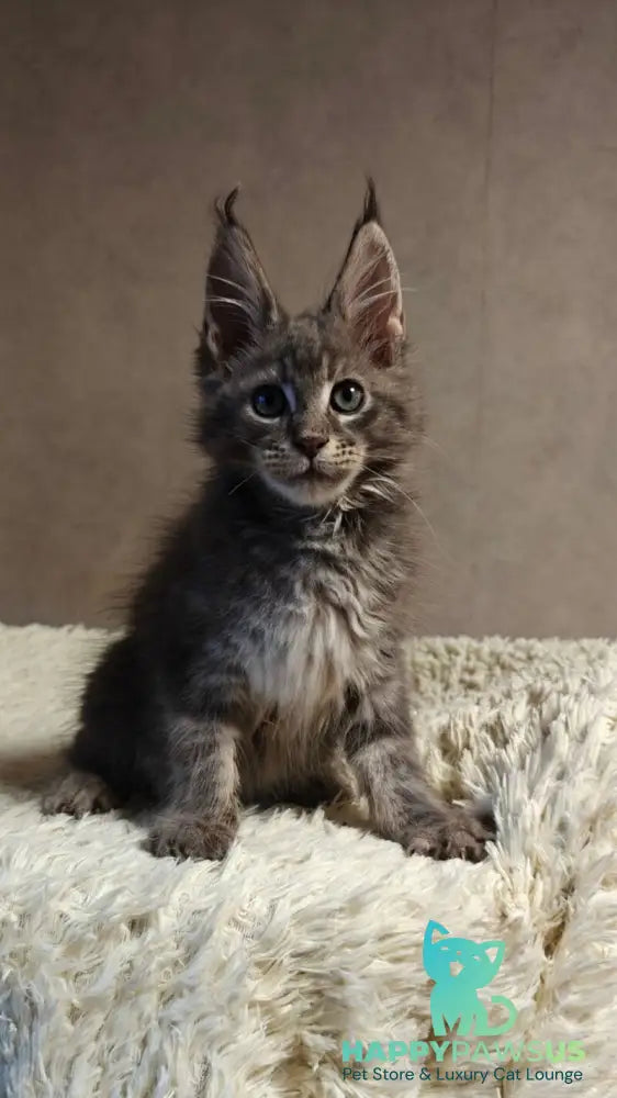 Skywalker Maine Coon male blue silver tabby - live animals