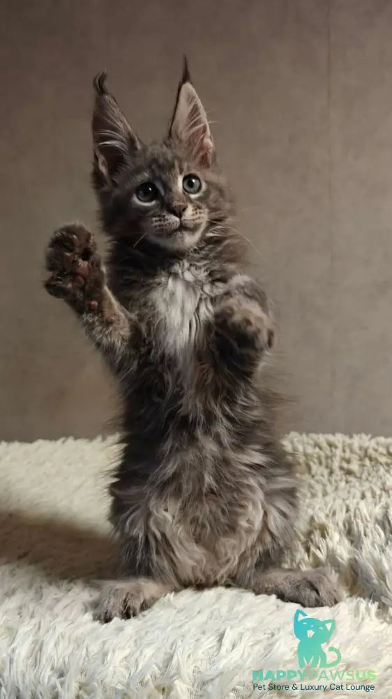 Skywalker Maine Coon male blue silver tabby - live animals