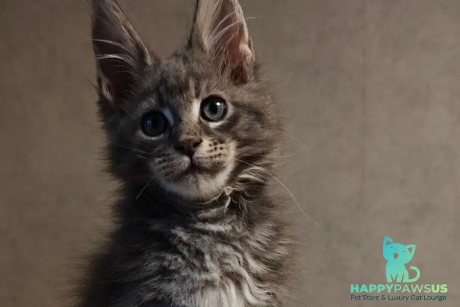Skywalker Maine Coon male blue silver tabby - live animals