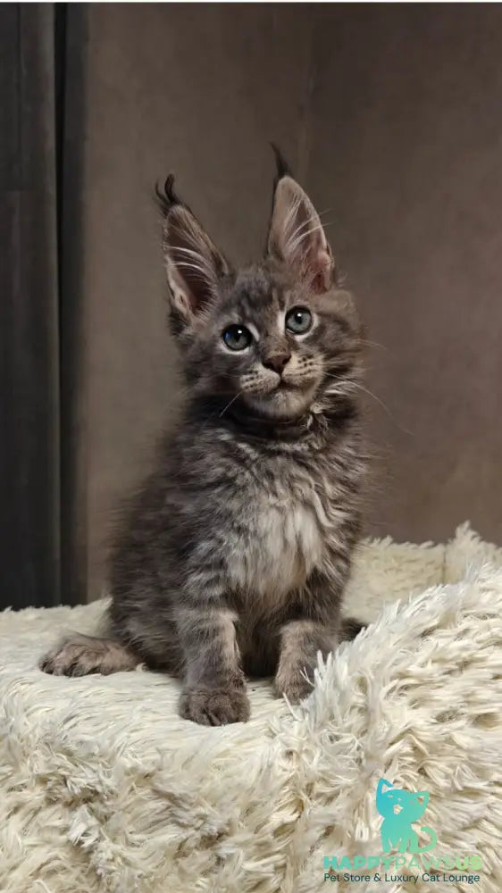 Skywalker Maine Coon male blue silver tabby - live animals