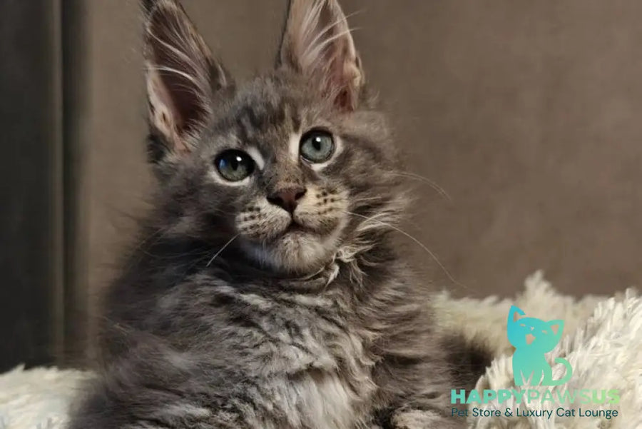 Skywalker Maine Coon male blue silver tabby - live animals