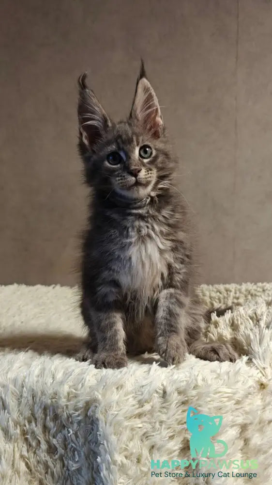 Skywalker Maine Coon male blue silver tabby - live animals