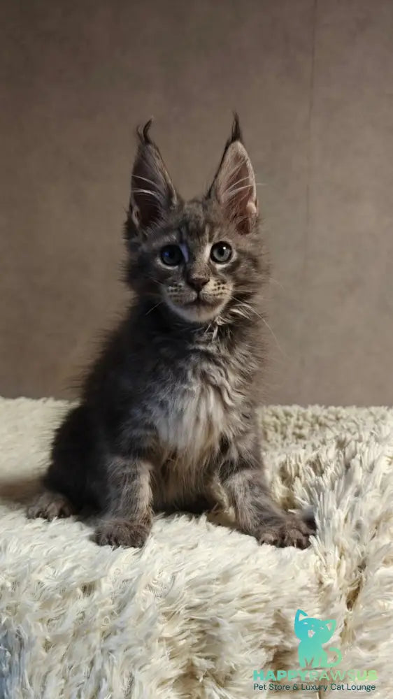 Skywalker Maine Coon male blue silver tabby - live animals