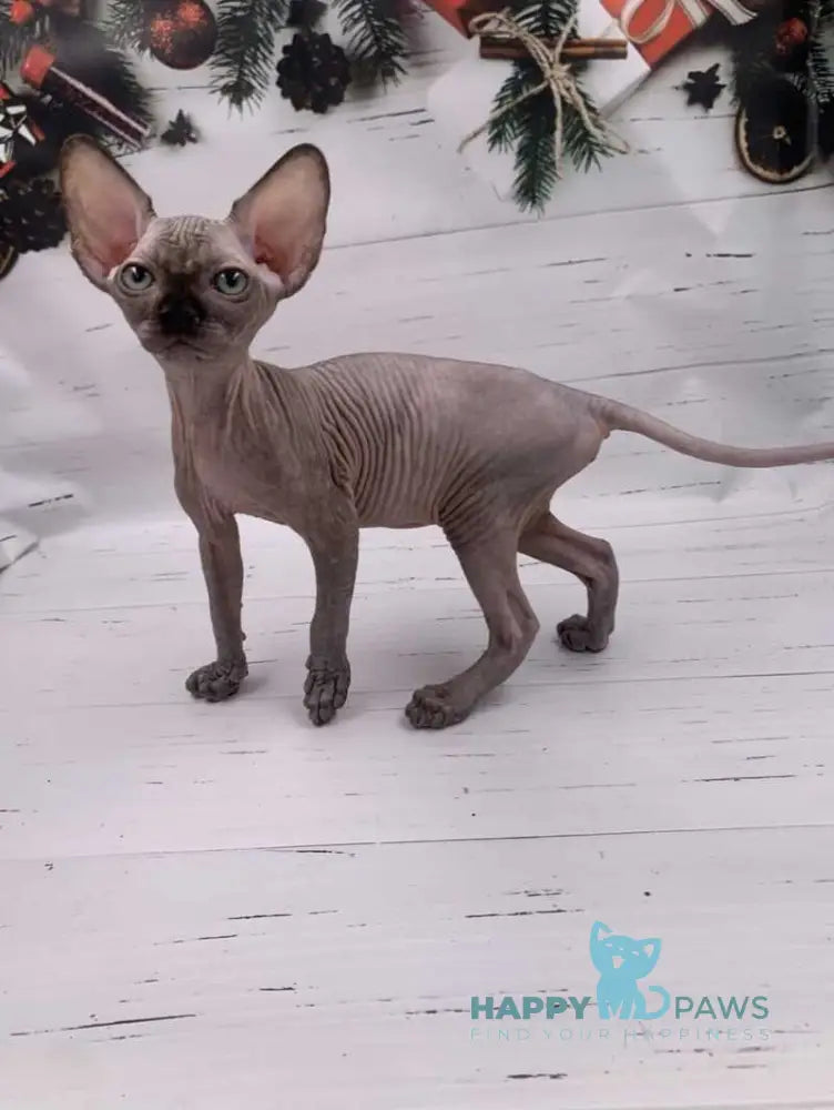 Slavia Canadian Sphynx female black live animals