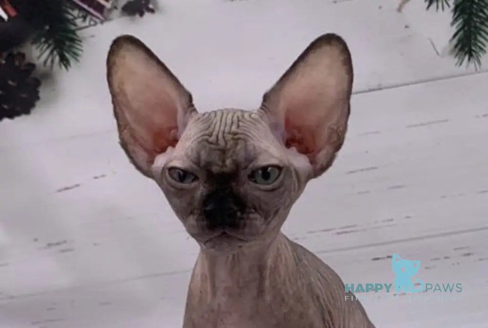Slavia Canadian Sphynx female black live animals