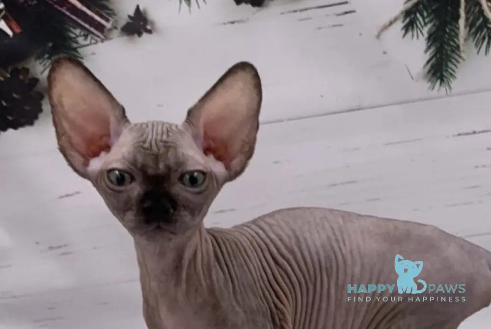 Slavia Canadian Sphynx female black live animals