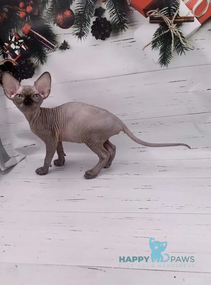 Slavia Canadian Sphynx female black live animals