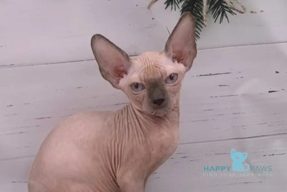 Slote Canadian Sphynx male blue pointed live animals