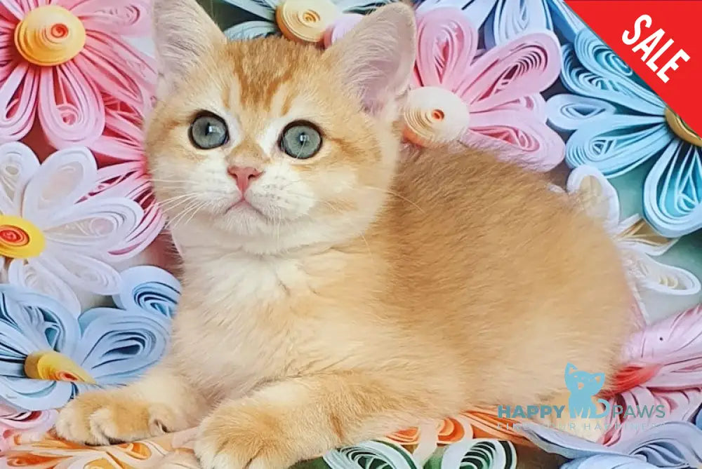 Smaylik British Shorthair male black golden chinchilla live animals
