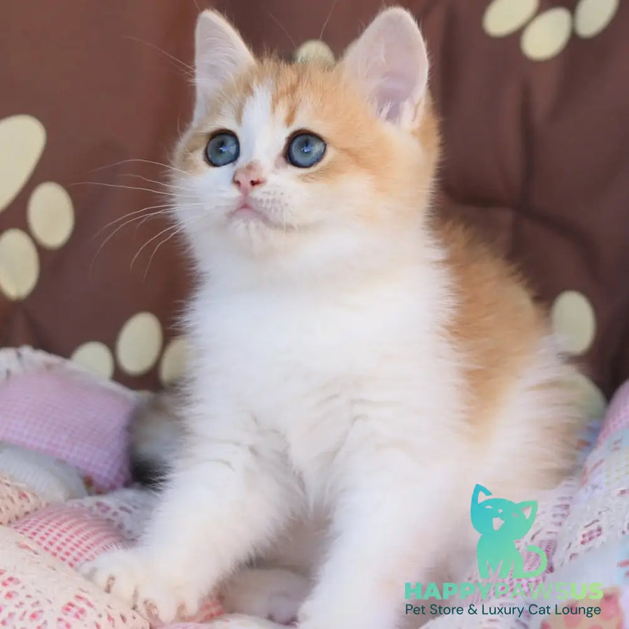 Smile British Shorthair male black golden chinchilla bicolour - live animals