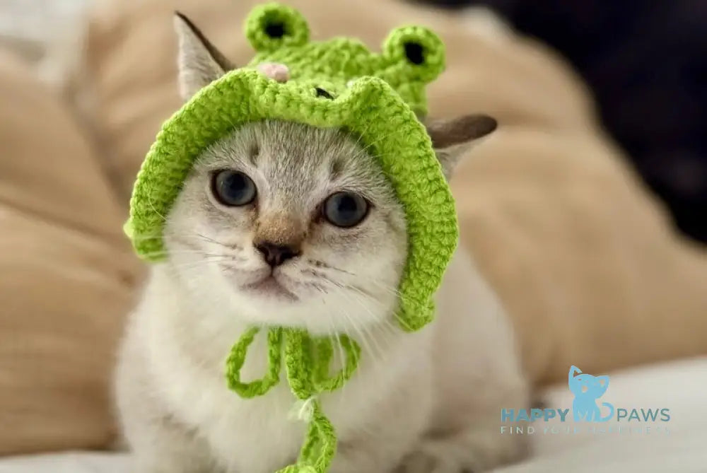 Smile Munchkin male black tabby pointed live animals