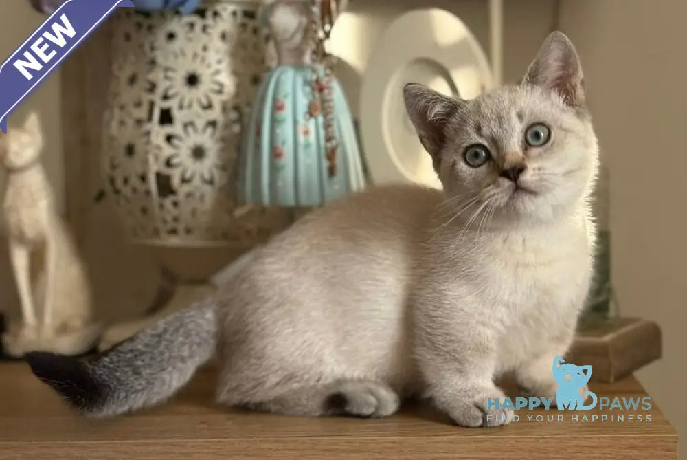 Smile Munchkin male black tabby pointed live animals