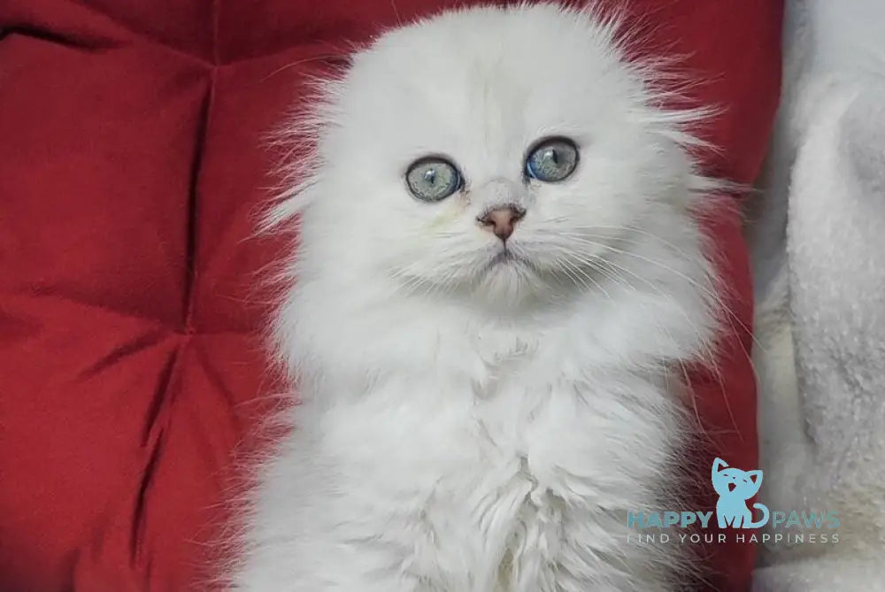 Smile Scottish Fold female black silver shaded - live animals