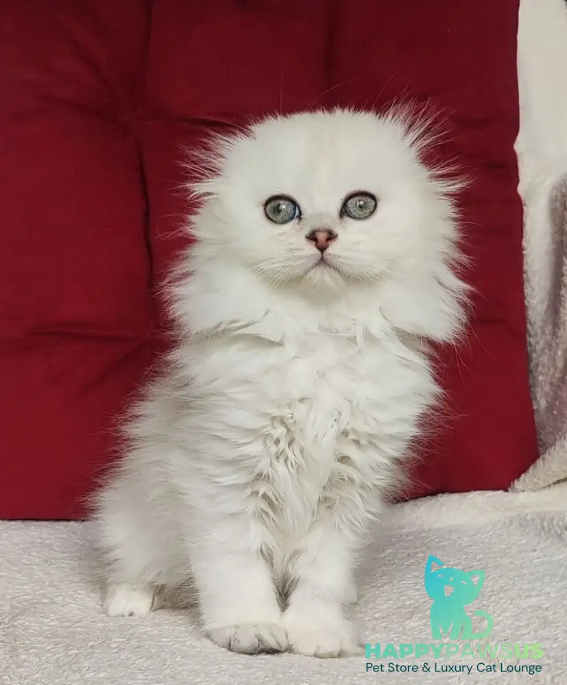 Smile Scottish Fold female black silver shaded - live animals
