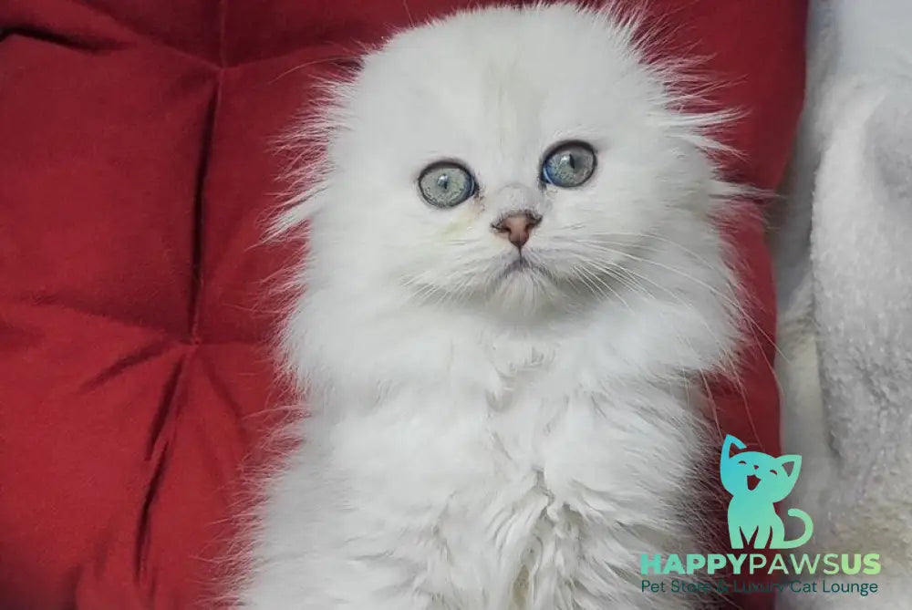 Smile Scottish Fold female black silver shaded - live animals