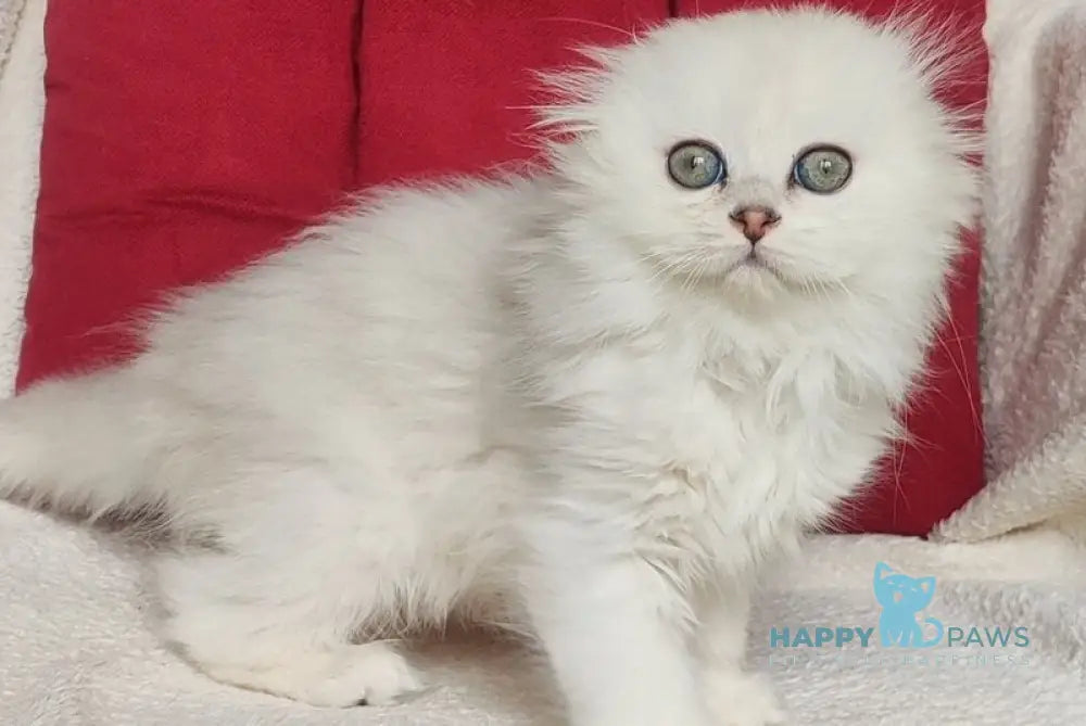 Smile Scottish Fold female black silver shaded - live animals
