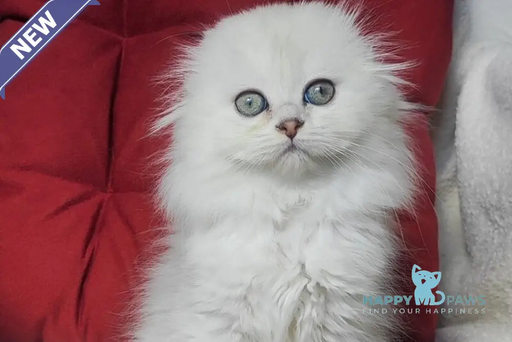 Smile Scottish Fold female black silver shaded - live animals