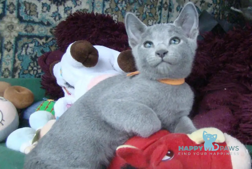 Smokey Russian Blue male blue live animals