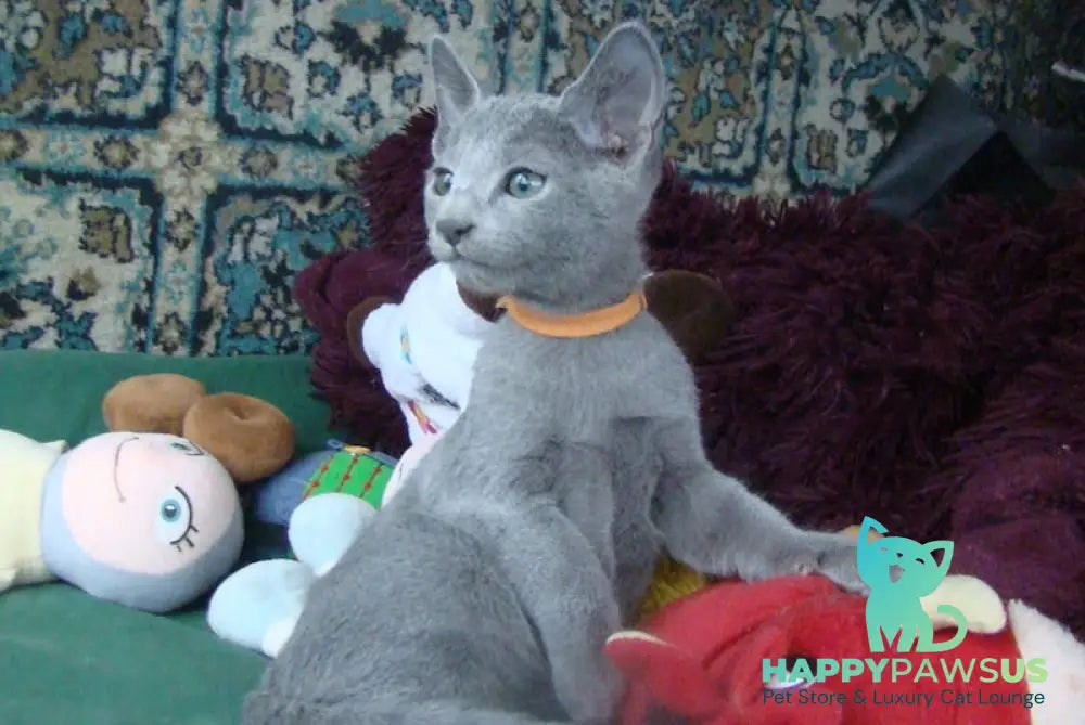 Smokey Russian Blue male blue live animals