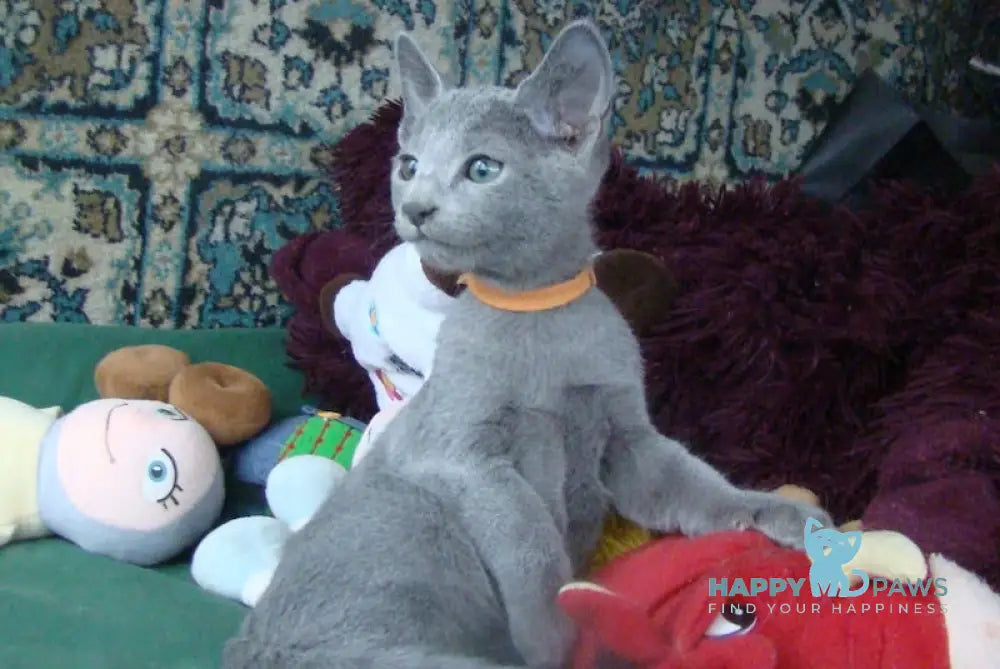Smokey Russian Blue male blue live animals