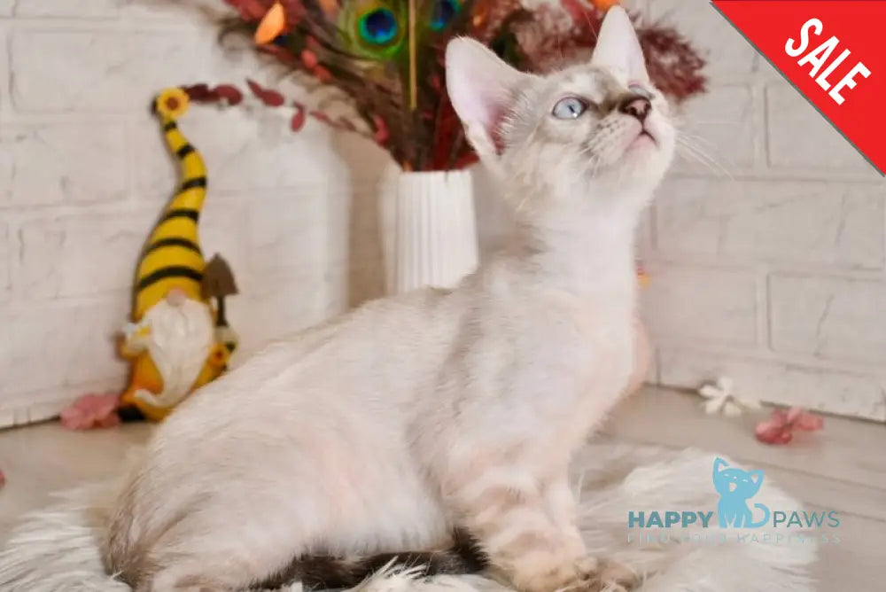 Sneja Bengal female black spotted tabby pointed - live animals