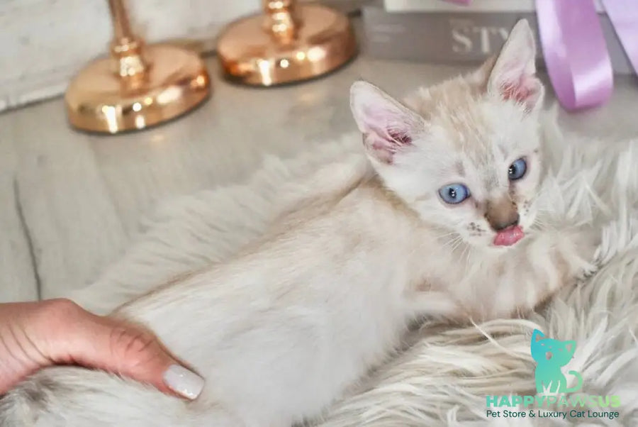 Sneja Bengal female black spotted tabby pointed - live animals