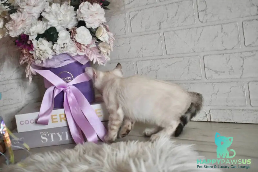 Sneja Bengal female black spotted tabby pointed - live animals