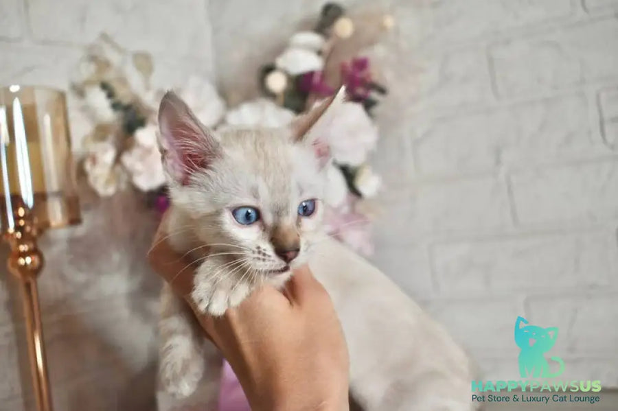 Sneja Bengal female black spotted tabby pointed - live animals