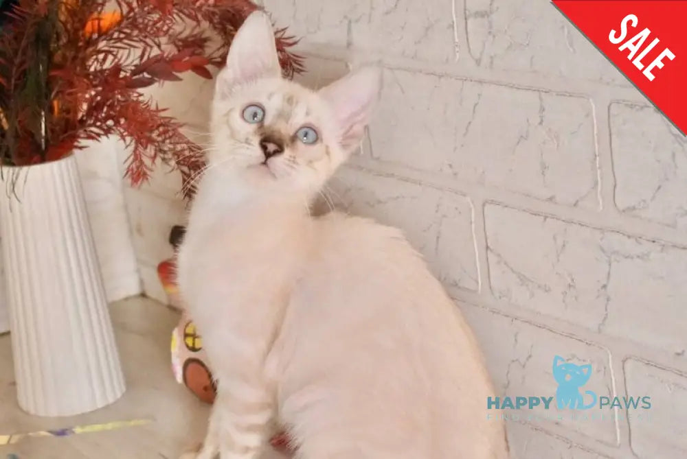 Sneja Bengal female black spotted tabby pointed - live animals