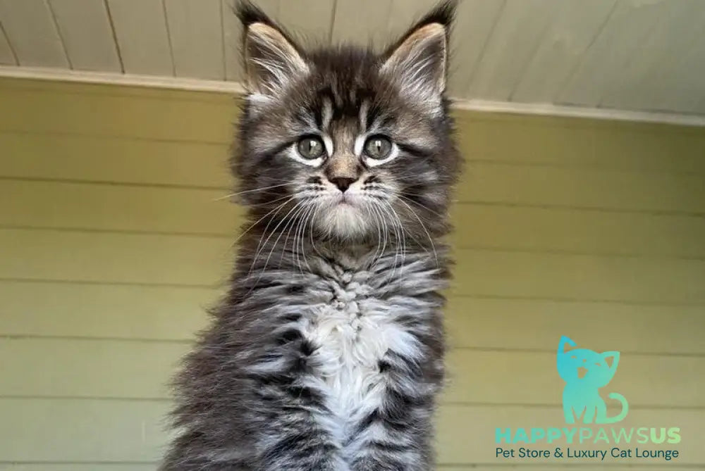 Snickers Maine Coon male black tabby - live animals