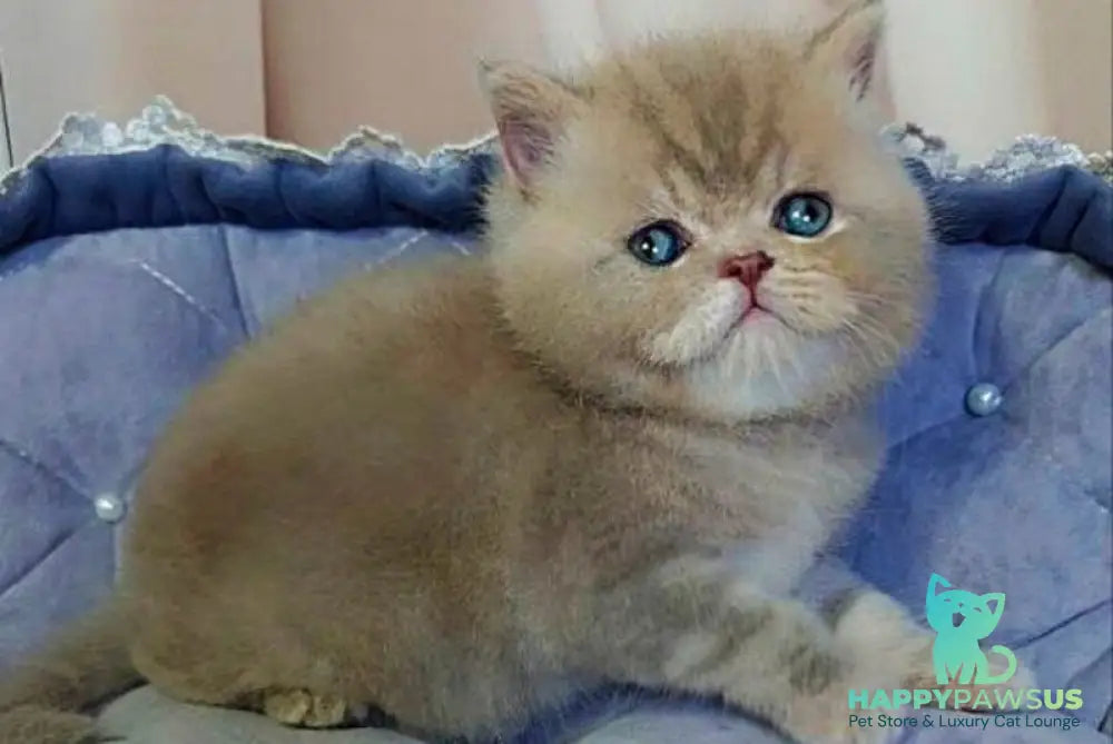 Snickers Scottish Straight male lilac tabby - live animals
