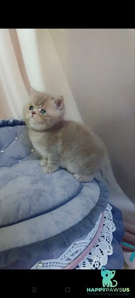 Snickers Scottish Straight male lilac tabby - live animals