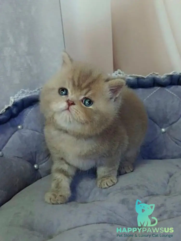 Snickers Scottish Straight male lilac tabby - live animals