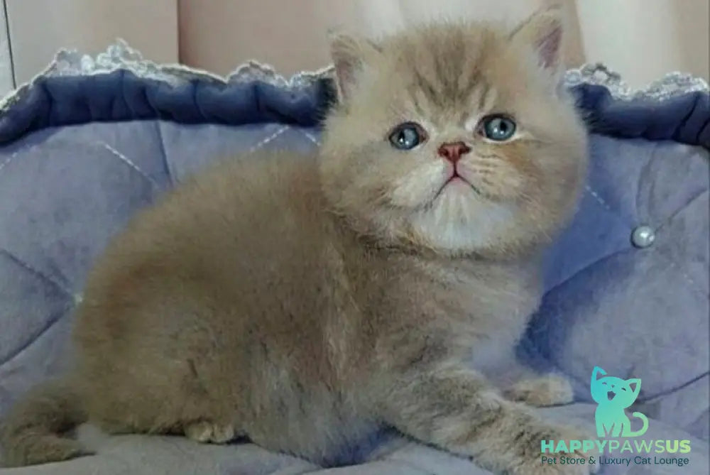 Snickers Scottish Straight male lilac tabby - live animals