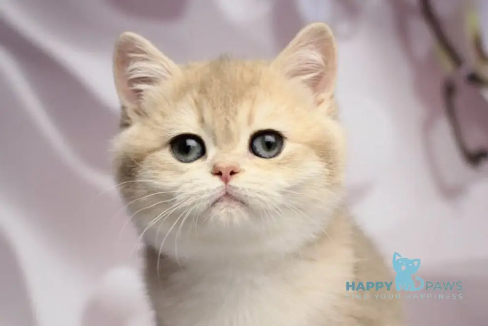 Snikers British Shorthair male blue golden chinchilla live animals