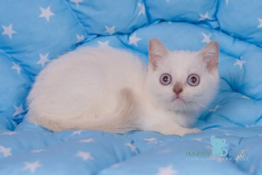 Snikers British Shorthair male cinnamon pointed live animals