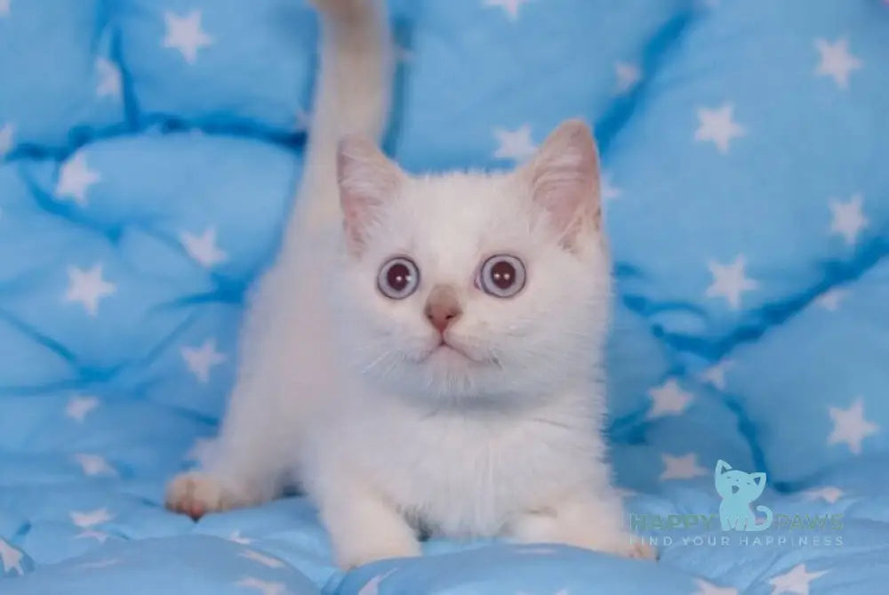 Snikers British Shorthair male cinnamon pointed live animals