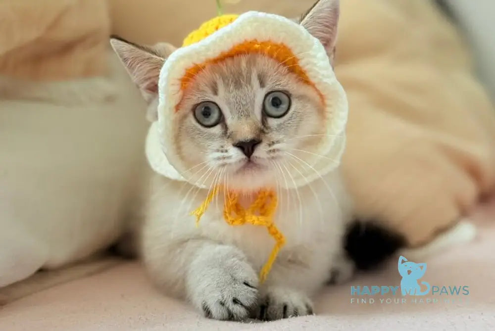 Snoop Munchkin male chocolate pointed live animals