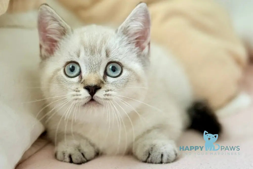 Snoop Munchkin male chocolate pointed live animals