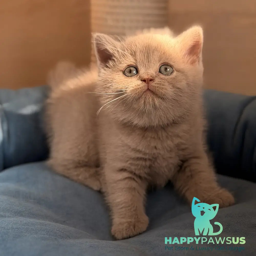 Snoopy British Shorthair male lilac - live animals