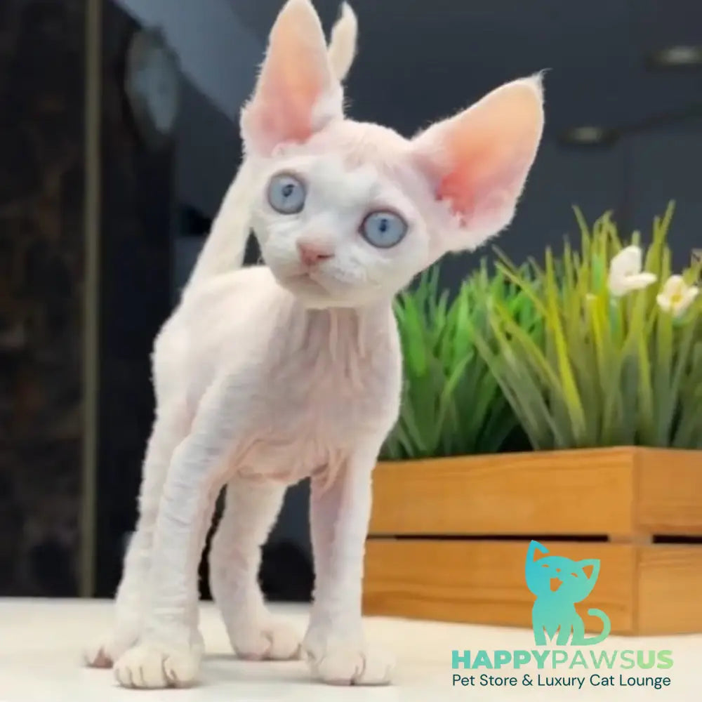Snow Devon Rex female white - live animals