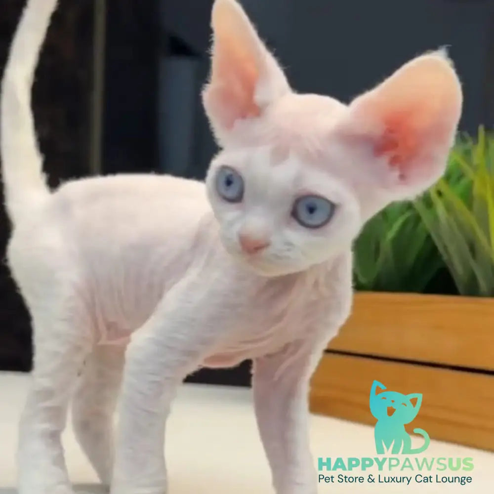 Snow Devon Rex female white - live animals